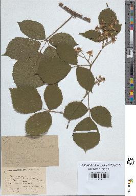 spécimen de Rubus pallidus