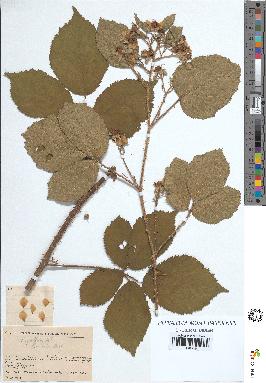 spécimen de Rubus pallidus