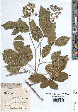 spécimen de Rubus pallidus