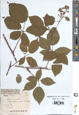 spécimen de Rubus pallidus