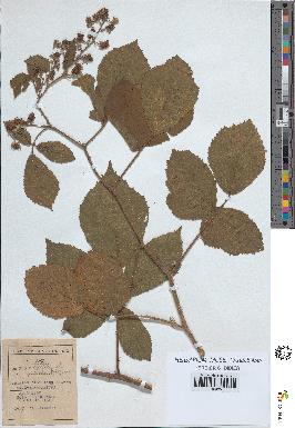 spécimen de Rubus pallidus