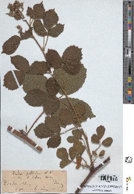 spécimen de Rubus pallidus