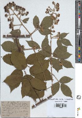 spécimen de Rubus pallidus