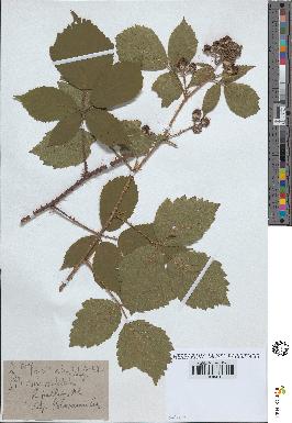 spécimen de Rubus pallidus