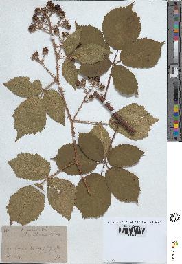 spécimen de Rubus pallidus