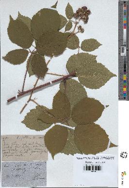 spécimen de Rubus pallidus