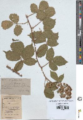 spécimen de Rubus pallidus