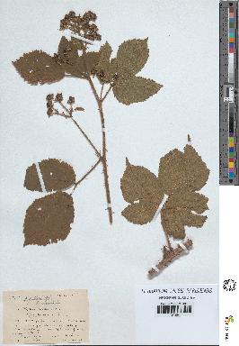 spécimen de Rubus pallidus