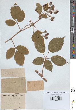 spécimen de Rubus pallidus