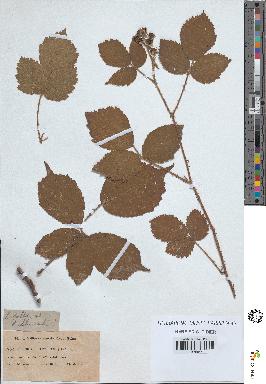 spécimen de Rubus pallidus