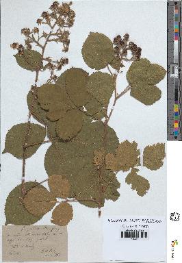 spécimen de Rubus pallidus