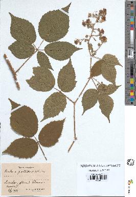 spécimen de Rubus pallidus