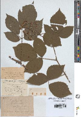 spécimen de Rubus pallidus