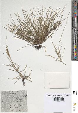 spécimen de Equisetum arvense