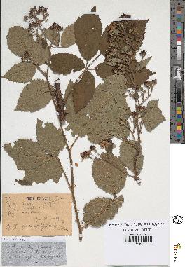 spécimen de Rubus goniophyllus