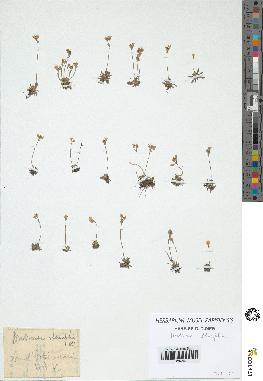 spécimen de Androsace obtusifolia