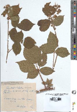 spécimen de Rubus rivularis