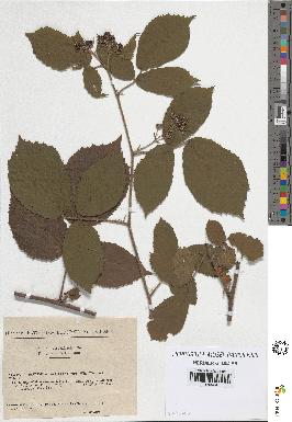 spécimen de Rubus serpens