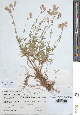spécimen de Silene vulgaris
