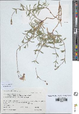 spécimen de Silene vulgaris