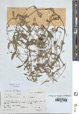 spécimen de Silene vulgaris