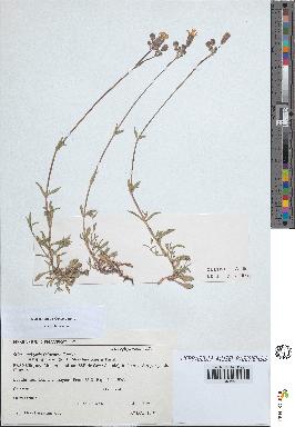 spécimen de Silene vulgaris