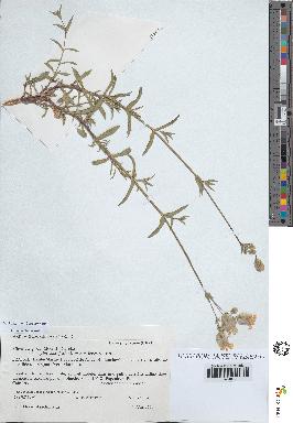 spécimen de Silene vulgaris