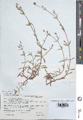 spécimen de Silene vulgaris