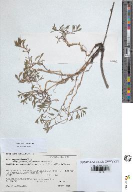 spécimen de Silene vulgaris