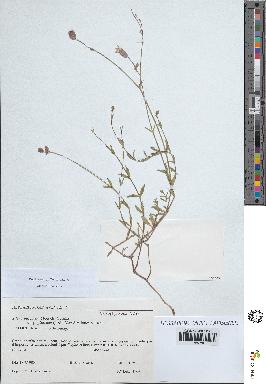 spécimen de Silene vulgaris