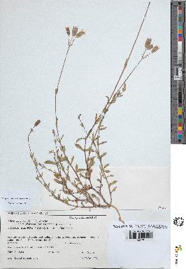 spécimen de Silene vulgaris