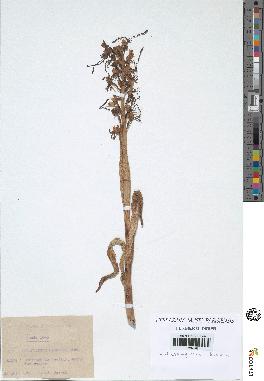 spécimen de Himantoglossum hircinum