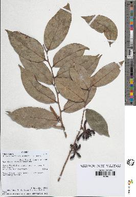 spécimen de Xylopia aethiopica