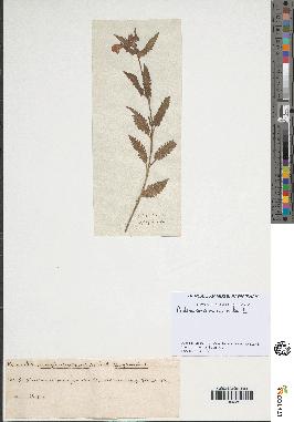 spécimen de Pedicularis resupinata