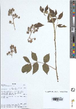 spécimen de Rubus pinnatus