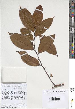 spécimen de Xylopia aethiopica