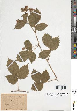 spécimen de Rubus menkei