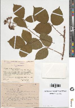 spécimen de Rubus pallidus