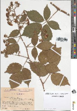 spécimen de Rubus pallidus