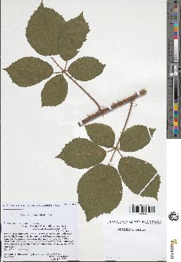 spécimen de Rubus pallidus