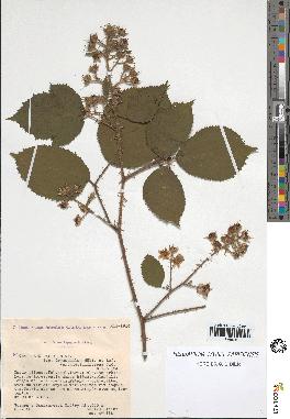 spécimen de Rubus pallidus