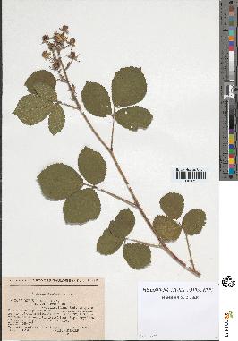 spécimen de Rubus pallidus