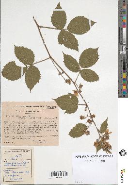 spécimen de Rubus pallidus