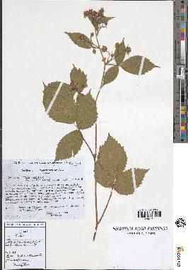 spécimen de Rubus pallidus