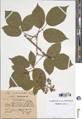 spécimen de Rubus pallidus