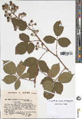 spécimen de Rubus pallidus