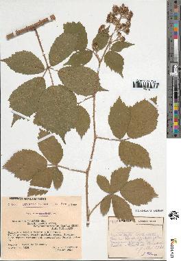 spécimen de Rubus pallidus