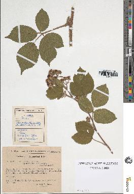 spécimen de Rubus pallidus