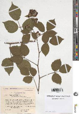 spécimen de Rubus pallidus