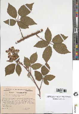 spécimen de Rubus pallidus